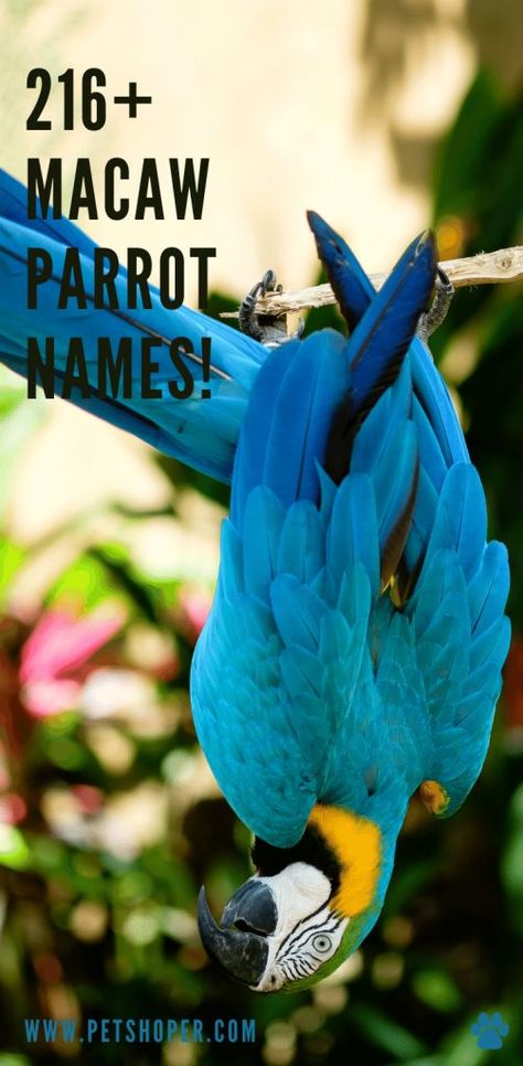 Parrot Names, Parrot Care, Blue Gold Macaw, Photo Embroidery, Best Names, Parrot Stand, Conure Parrots, Princess Cookies, Blue Macaw