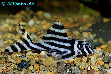 zebra pleco Zebra Pleco, Pleco Fish, Brine Shrimp, Discus Fish, Beautiful Sea Creatures, Aquarium Design, Hiding Spots, Phish, Beautiful Sea