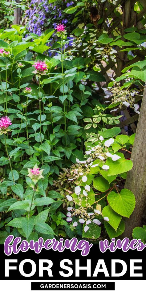 When I needed to hide my neighbor's shed from view in my shady garden, I had a tough time finding flowering vines for shade that were non-invasive. This list of perennial shade vines has some plants with really pretty flowers that won't take over your yard. Shade Vines, Vines For Shade, Climbing Plants Fence, Shady Backyard, Perennial Flowering Vines, Climbing Plants Trellis, Vine Plants, Hydrangea Petiolaris, Shady Garden