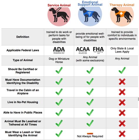 Emotional Support Animal & Service Dog - Register and Get ESA Letters! Emotional Support Dog Vest, Esa Dog, Psychiatric Service Dog, Service Dog Training, Service Dog Vests, Reactive Dog, Emotional Support Dog, Therapy Dog, Emotional Support Animal