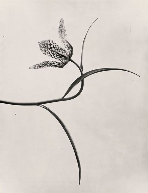 Monochrome Photo, Karl Blossfeldt, Fashion Gone Rouge, Plant Photography, Design Visual, Natural Forms, Still Life Photography, Botanical Illustration, My Flower