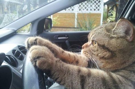 Driving Humor, Spoiled Cats, Car Cat, Funny Dp, Silly Cats Pictures, Cat Tags, Weird Cars, Silly Animals, Dog Car