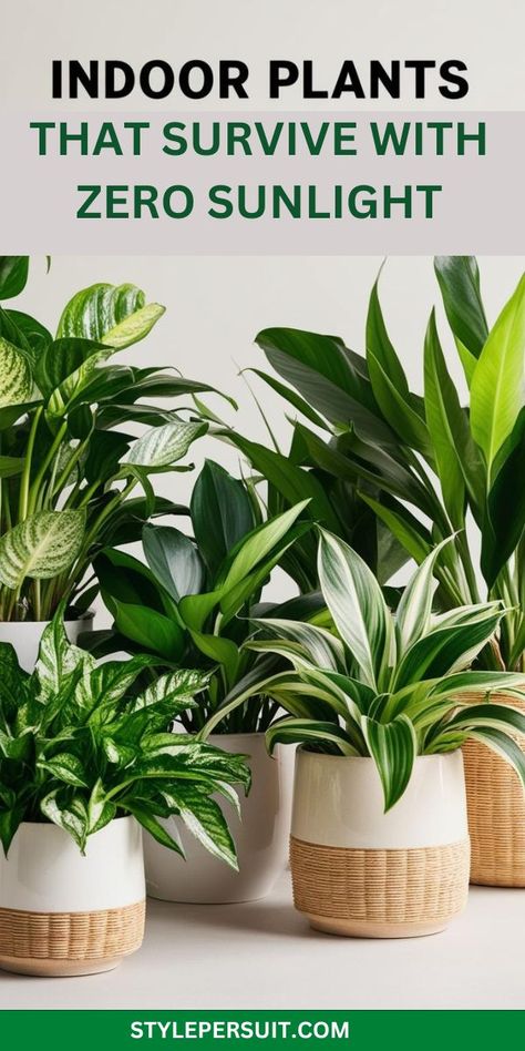 The 13 best low light house plants and plants for dark rooms that thrive as indoor plants for dark rooms or low light plants indoor. Perfect household plants and best indoor plants for decorating dark rooms with style. Dark Room Plants, Plants For Dark Rooms, Indoor Plants For Low Light, Plants Low Light, Plants For Low Light, Low Light House Plants, Dark Rooms, Indoor Plants Low Light, Low Light Indoor Plants