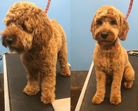 Cockapoo Grooming Guide (2020): Step by Step 13 Labradoodle Haircut Style, Cockapoo Haircut, Labradoodle Haircut, Cockapoo Grooming, Doodle Haircuts, Labradoodle Grooming, Doodle Cuts, Doodle Grooming, Goldendoodle Haircuts