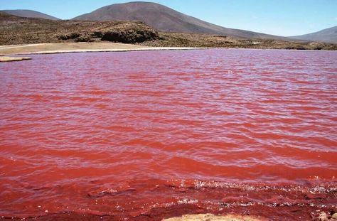 Mar Rojo Lake Retba Senegal, Lake Retba, Senegal Africa, Pink River, Pink Lake, Strawberry Milkshake, Breathtaking Places, World Pictures, Beautiful Country