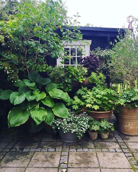 Funny Vine, Jungle Foliage, Small Courtyard Gardens, Landscaping Inspiration, Lavender Garden, Gardening Flowers, Have Inspiration, Home Landscaping, Garden Care