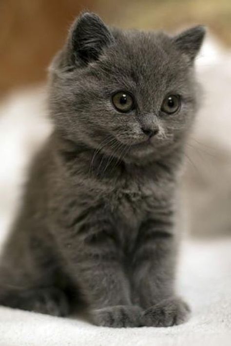 What a cute little kitty Super Cute Kittens, Cutest Animals On Earth, Söpö Kissa, Cele Mai Drăguțe Animale, Söt Katt, Image Chat, Cute Cats And Kittens, Cute Cats And Dogs