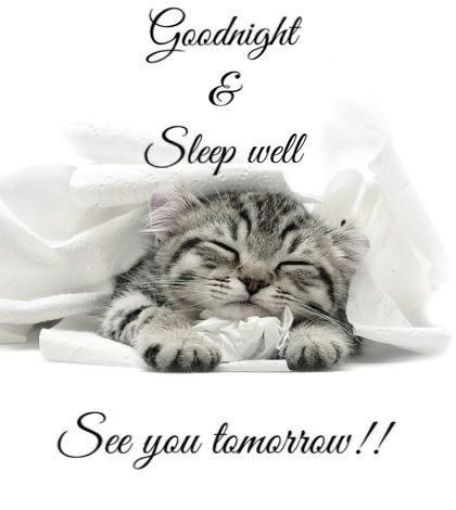 Goodnight Sleep, Good Night Cat, Good Night Prayer Quotes, Beautiful Good Night Quotes, Good Night Sleep Tight, Good Night Funny, Dream Night, Good Morning Sunshine Quotes, Cute Good Night