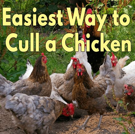 Easiest Way to Cull a Chicken Summer Lawn Care, Chicken Facts, Chicken Flock, Raising Pigs, Bantam Chickens, Chicken Coup, Chicken Owner, Homesteading Ideas, Small Chicken