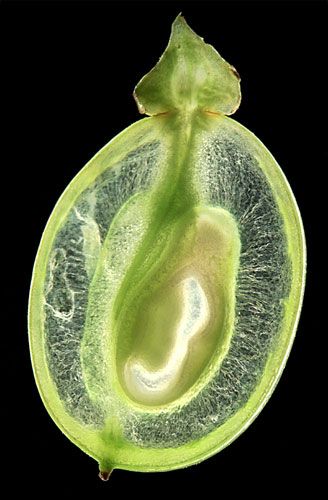 cross section of a green grape - ohscience:  From Sophie Munns 2010 Foto Macro, Microscopic Photography, Micro Photography, Microscopic Images, Microscopes, Things Under A Microscope, Green Grapes, Seed Pods, Patterns In Nature