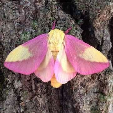 Beauty Of Mother Earth | Rose maple moth (Dryocampa rubicunda) | Facebook Florida Trees, Rosy Maple Moth, Fluttershy, Animals Of The World, Mother Earth, Moth, Most Beautiful, Animals, Beauty