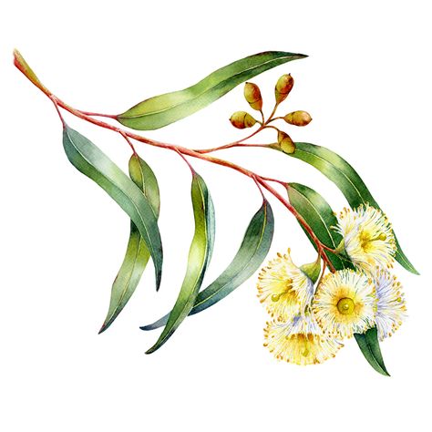 Australian Native Flowers Illustration, Australia Tattoos, Watercolour Wildflowers, Australian Flowers, Australian Native Flowers, Native Flowers, Garden Drawing, Australian Flora, Botanical Tattoo