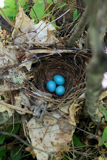 Bluebird Nest, Spring Birds, Funny Birds, A Work In Progress, Robins Egg, Colorful Birds, Decor Display, Bird Nest, On The Ground