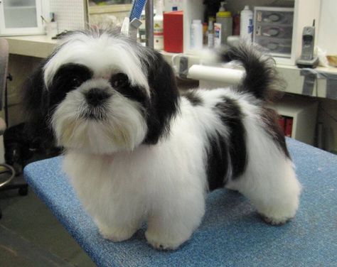 shih tzu mixed with papillon | Petit Basset Griffon Vandeen Shih Tzu Hair Styles, Black Shih Tzu, Puppy Haircut, Perro Shih Tzu, Shih Tzu Haircuts, Chien Shih Tzu, Shitzu Dogs, Teddy Bear Puppies, Shih Tzu Grooming