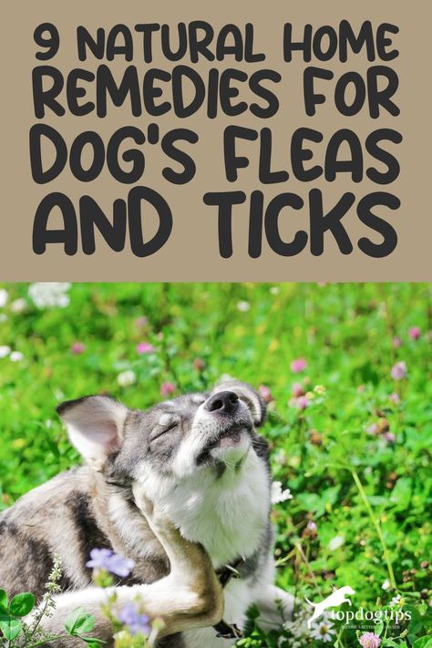 Pawsitively Pest-Free: Best Home Remedies for Dog Fleas and Ticks 🏠🦴 Tick Repellent For Dogs, Tick Spray For Dogs, Home Remedies For Fleas, Recipes For Dogs, Flea Remedies, Flea Repellent, Flea And Tick Spray, Tick Spray, Ticks On Dogs