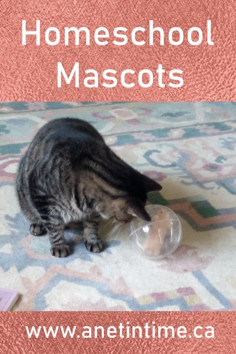 Mascots fill our homeschool lives don't they?  Sometimes we might not see them that way, but our mascots teach us a lot that we don't always see.  The post Homeschool Mascots appeared first on A Net in Time. Homemade Cat Food, Meat Rabbits, Homemade Cat, Homeschool Life, Win My Heart, Brown Cat, Free Cats, Years Younger, Animal Rights