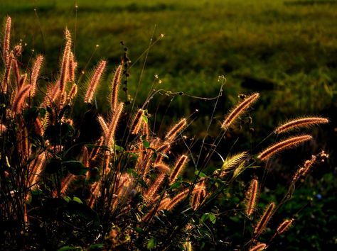 field Cat Tail Plant, Farm Pictures, Cat Tail, One Fine Day, Plant Aesthetic, Photoshoot Concept, Country Farm, Light And Shadow, Green Thumb