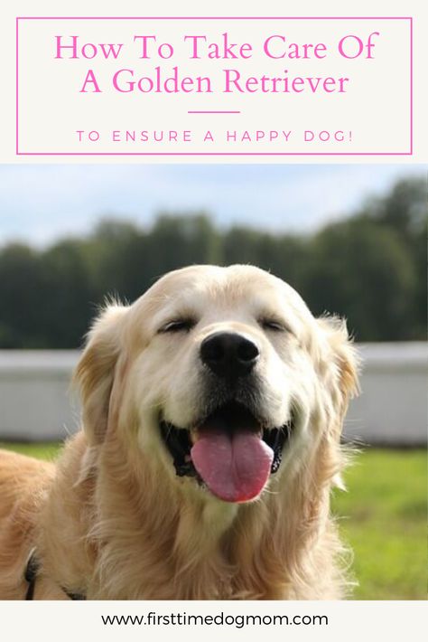 Golden Retriever Care Tips, Golden Retriever Must Haves, Golden Retriever Care, Golden Retriever Service Dog, Golden Cocker Retriever, Service Dogs Breeds, Golden Retriever Grooming, Golden Retriever Breed, Golden Retriever Training