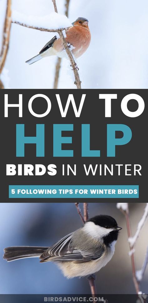 Winter Wild Bird Shelter, Winter Bird Houses Diy, Winter Shelter For Birds, Winter Bird Shelter, Bird Shelters For Winter Diy, Nesting Boxes For Birds, Bird Shelters For Winter, Winter Bird Feeders Diy, Food For Winter