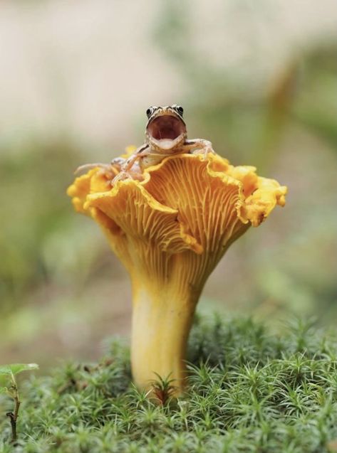 Mushroom Plant, Mushroom Pictures, Wild Animals Pictures, Mushroom Fungi, Mushroom Art, Wild Mushrooms, Nature Garden, Woodland Creatures, Flower Images