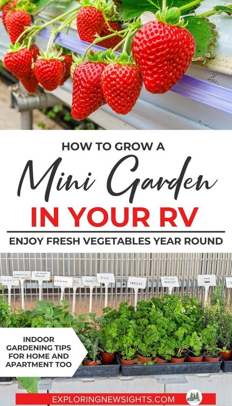 Gardening indoors is totally doable even if you are living in an RV Travel Trailer or Fifth Wheel. Having Fresh Vegetables and herbs to eat and cook with while staying mobile is attainable. Checkout these tips and tricks on how to grow a mini garden inside, plus the best vegetables and herbs to start. #rvliving #rvtips #gardenhacks #indoorgarden Rv Garden Ideas, Skoolie Garden, Camper Garden Ideas, Rv Gardening Ideas, Camper Plants, Rv Plants, Micro Gardening, Rv Garden, Indoor Mini Garden