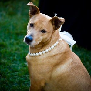 7 Ways to Dress Your Wedding Dog  | TheKnot.com Doggie Wedding Outfits, Pearl Dog Collar, Doggie Clothes, Wedding Dogs, Fake Pearl Necklace, Dog Wedding Outfits, Formal Dog, Dog Wedding Attire, Dog Wedding Dress