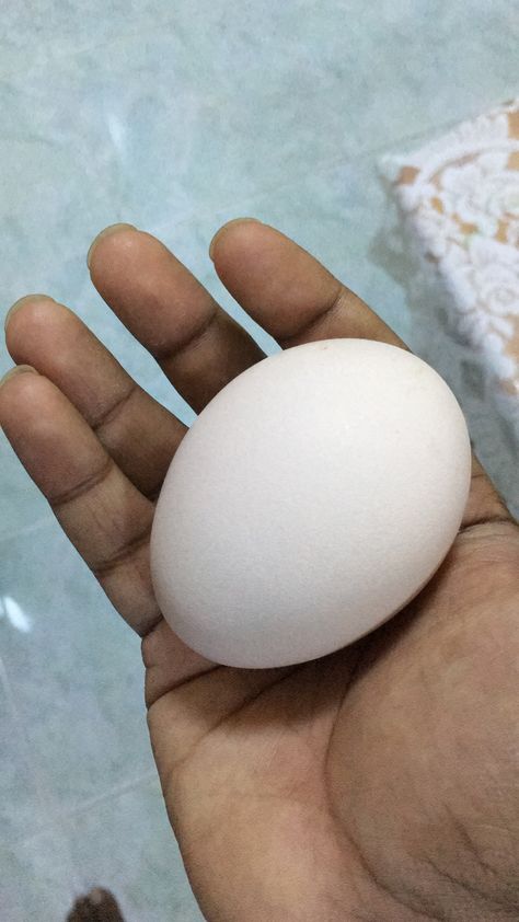 Blue indian peacock egg Peacock Eggs, Indian Peacock, Egg, Blue