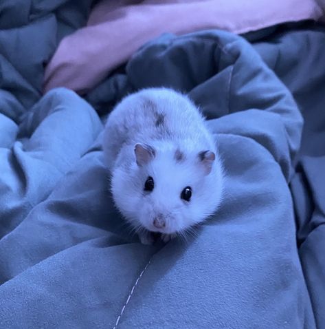 White Hamster Aesthetic, Gray Hamster, White Hamster, Hamster Aesthetic, Winter White Hamster, Russian Hamster, Hamster Breeds, Tiny Baby Animals, Hamster Pics