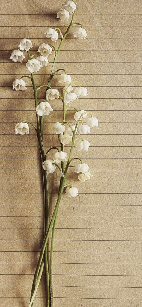 Foto Niki, Bell Wallpaper, Valley Aesthetic, Valley Wallpaper, Compliment Someone, Being A Girl, Lily Of The Valley Flowers, Coral Bells, Film Images