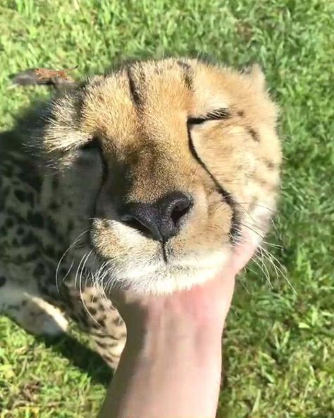 Cheetah on Instagram: "Pure bliss 😍  📷: Unknown, tag to credit! 🙏🏻 . . . 💥𝗦𝗛𝗢𝗣 𝗡𝗢𝗪 🔥𝗟𝗜𝗡𝗞 𝗜𝗡 𝗠𝗬 𝗕𝗜𝗢 👆🏻 𝗪𝗼𝗿𝗹𝗱𝘄𝗶𝗱𝗲 𝗦𝗵𝗶𝗽𝗽𝗶𝗻𝗴  . . . #cheetahlife #cheetahnails #cheetahleggings #cheetahmakeup #cheetahpants #cheetahsrockzanzibar #cheetahboots #cheetahconservation #cheetahfacepaint #cheetahdress #cheetahs #cheetahprint #cheetahshirt #cheetahrun #cheetahsofinstagram" Spotless Cheetah, Cheetah Face Paint, Cheetah Aesthetic, Pet Cheetah, Cheetah Cute, Cheetah Pictures, Cheetah Photos, Cheetah Makeup, Cheetah Boots