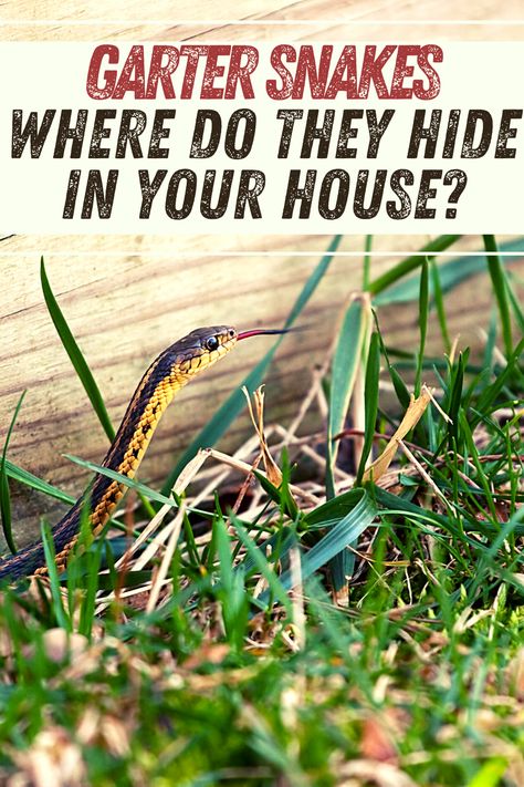 What are the Signs if you have Garter Snakes in your house and where would the garter snake usually hide in your house. + Why Do Garter Snakes Come in the House? Snake Hides, Snake Tank, Garter Snake, Snake Shedding, House Foundation, House Signs, The Signs, Snakes, A House