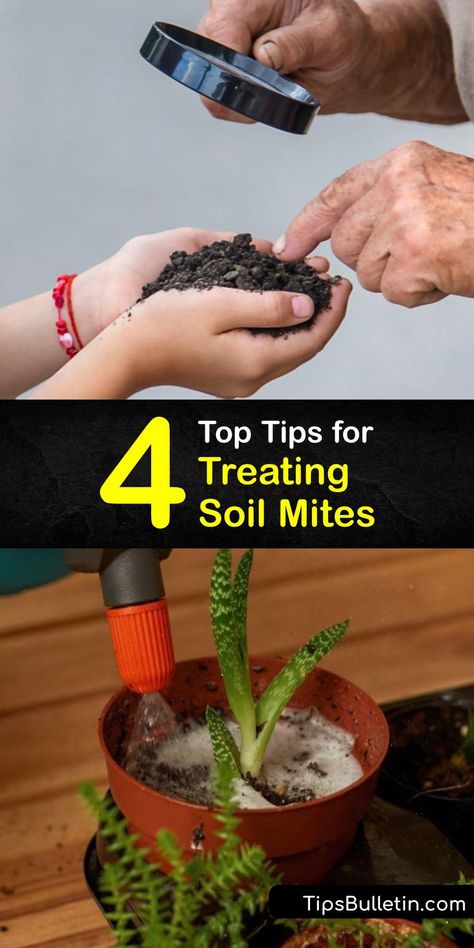 Soil Mites, Diatomaceous Earth Benefits, Leaf Litter, Insect Eggs, Diy Bug Spray, Plant Bugs, Natural Insecticide, Vegetable Benefits, Natural Pesticides