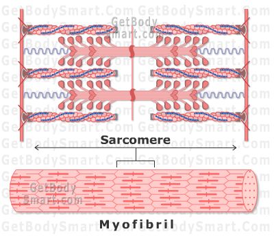 Sarcomere Sarcomere Diagram, Muscle Fiber, Remedial Massage, Skeletal Muscle, Anatomy And Physiology, Skeletal, Biology, Anatomy, Bones