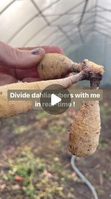 Kim | Busy Bee Farm & Florals on Instagram: "Here is part 1 of a real-time dahlia tuber divide. I will try to post some more videos in real-time as this is a request I get often and it seems there is a lot of interest. I know watching videos of others dividing their dahlias is what gave me the confidence to try it myself. I hope this is helpful to even one person! If you’re curious why I snip the root end off of our tubers, the dahlias don’t need this to grow the following season and it is an opportunity for me to check for rot. Also, I have thousands of tubers to store, so anything I can do to save space really helps 💞 #dahlia #dahliagrower #dahliatips #dahliastorage #dahliatubers #dahliagarden #beginnergardener" Dahlia Landscaping Ideas, How To Divide Dahlia Tubers, Dahlia Storage, Dahlia Planting, Hawaii Garden, Dalia Flower, Dahlia Flower Garden, Dahlia Care, Dahlia Garden