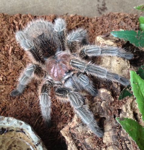 Milli, Female Adult Chilean Rose Tarantula. March 2013 Chilean Rose Hair Tarantula, Rose Hair Tarantula, Rose Tarantula, Common Octopus, Eastern Grey Kangaroo, Dream Pet, Red Eyed Tree Frog, Animal Guides, Russian Blue Cat