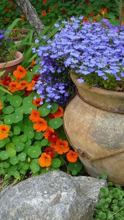 ORANGE AND BLUE A Garden, Blue Orange, Orange, Plants, Flowers, Red, Blue