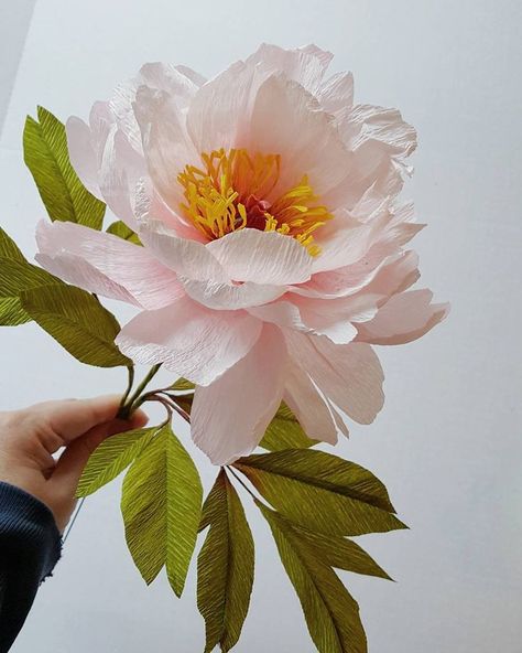 1000+ ideas about Tree Peony on Pinterest | Peony flower, Peony ... Castle In The Air, Tree Peony, Illustration Botanique, Crepe Paper Flowers, Paper Flowers Diy, Peony Flower, Flowers Nature, Flowers Diy, Beautiful Blooms