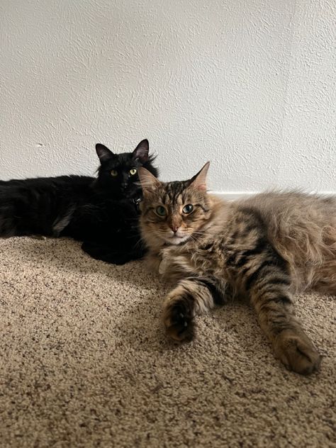 Brown Cat And Black Cat, Black And Brown Cats Together, Two Cats Together, Black And Brown Cat, Laying On Floor, Ellie Core, Brown Cats, Brown Kitten, Spotted Cat