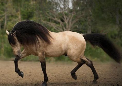 Horse Costume Ideas, Horse Costume, Buckskin Horse, Lusitano Horse, Horse Inspiration, Fantasy Horses, Horse Boarding, Andalusian Horse, Most Beautiful Horses