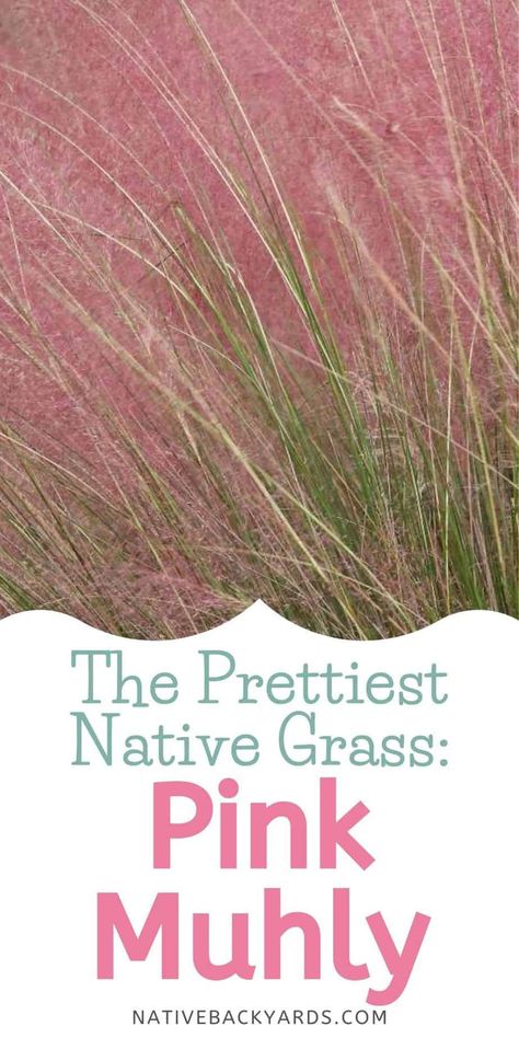 Pink Muhly Grass: the Prettiest Native Grass! - Native Backyards Muhlenbergia Capillaris, Pink Muhly, Native Plant Landscape, Garden Florida, Florida Plants, Florida Gardening, End Of Winter, Grasses Garden, Native Garden