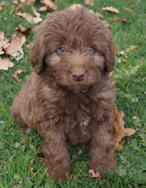 Bordoodle - cross between a Border Collie and a Poodle Animal Antics, Border Collie, Dogs, Animals