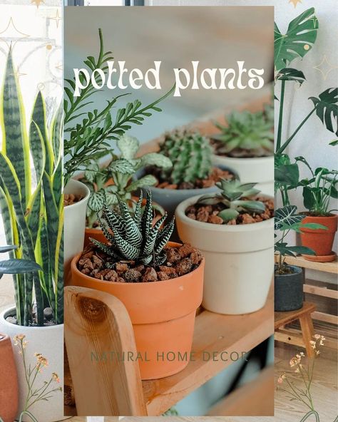 Make #potting a #fakeplant easy with homecomfi.com guide. #homecomfi #fakeplants #artificialplants #artificialplant #myplantaesthetic #myplantaesthetics #plantlife #plants Decorative Pebbles, Fake Succulents, Home Comfort, Easy Care Plants, Air Purifying Plants, Space Place, Faux Succulents, Decorative Pots, Perfect Plants