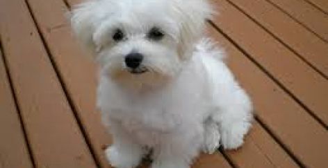 Cutest Small Dog Breeds, Maltese Poodle Mix, Maltese Poodle, Cute Small Dogs, Toy Dog Breeds, Pet Allergies, Maltese Puppy, Best Dog Breeds, Poodle Mix