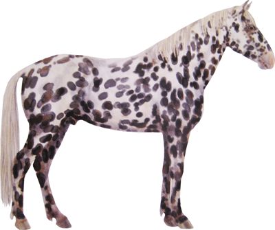 L’Appaloosa un cheval de selle originaire des États Unis Majestic Horses, Majestic Horse, Appaloosa, Animals And Pets, Horses, Animals