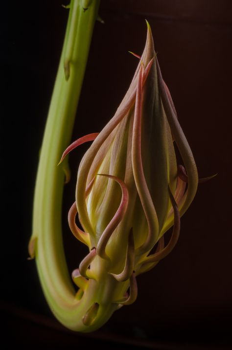 Night-blooming cereus before a bloom Source: http://imgur.com/yyD1WGg Floral Reference, Night Blooming Flowers, Photography Night, Night Flowers, Unusual Plants, Gardening Advice, Macro Photos, Botanic Garden, Work Table