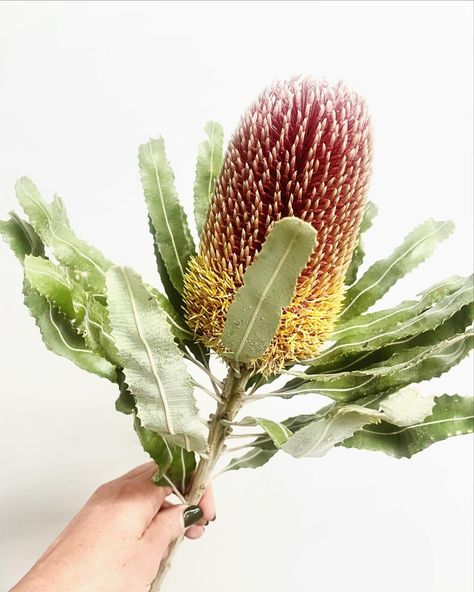 Banksia menziesii ❤️ being featured in our native bouquets this week. #sendthelove #flowerdelivermelbourne #melbourneflorist #flowerdeliverymelbourne #melbourneonlineflorist Banksia Menziesii, Online Florist, Flowers Delivered, April 11, Flower Delivery, Flowers Bouquet, Florist, Bouquets, Nativity