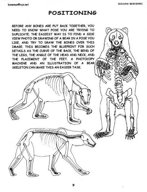 bear anatomy Bear Anatomy, Drawing Human Figures, Bear Skeleton, Learn To Draw People, Skeleton Anatomy, Body Ideas, Skeleton Drawings, Male Figure Drawing, Animal Skeletons