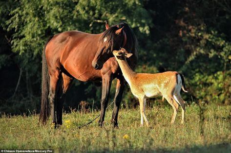 Horse And Foal, Horse Family, Deer Running, Heartwarming Pictures, Wild Deer, Adorable Creatures, Fallow Deer, Cute Galaxy Wallpaper, Out Of The Woods