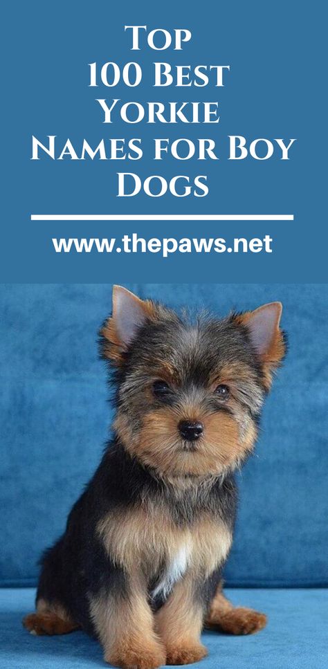 Here are the complete list of the Top 100 Best Yorkie Names for Boy Dogs. #yorkienames #yorkieboydogs #boydognames #dognames #dogs #yorkies #pets Male Yorkie, Yorkies Puppies, Yorkie Haircut Male, Cute Yorkies, Yorkie Puppies, Cute Dog Names Boy, Boy Puppy Names, Yorkie Poo Puppies, Morkie Dogs