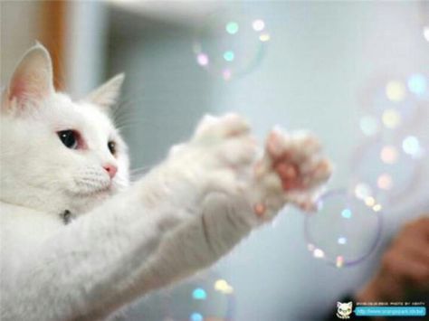 White Kitty Attempting to Catch the Bubbles. Diy Jouet Pour Chat, Cat Bubble, Heart Cats, Chat Diy, Cats White, Cat Ownership, Diy Cat Toys, Domestic Animals, Ideal Toys